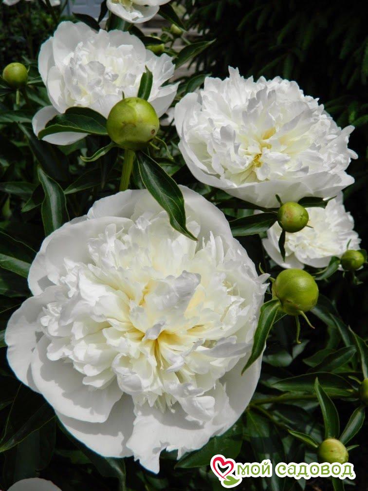 Пион Дюшес де Немур