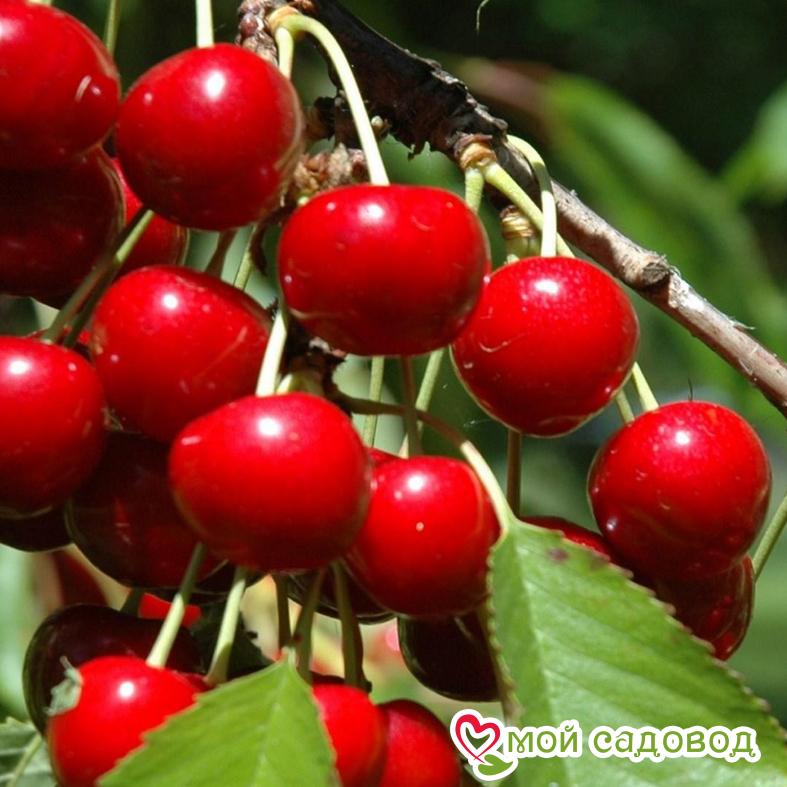 Вишня Пламенная