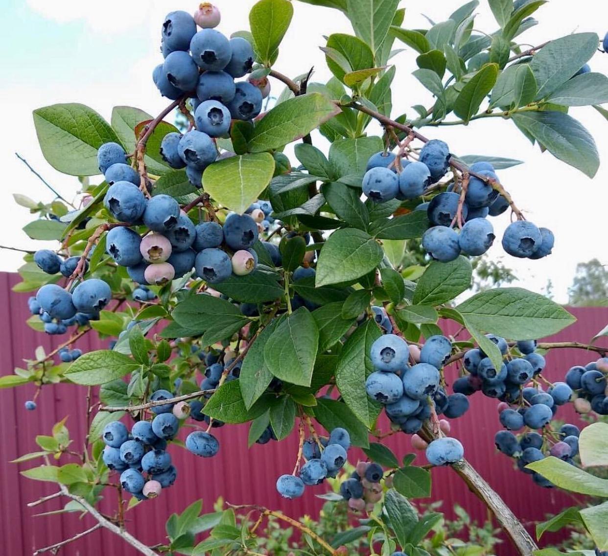 Голубика Торо