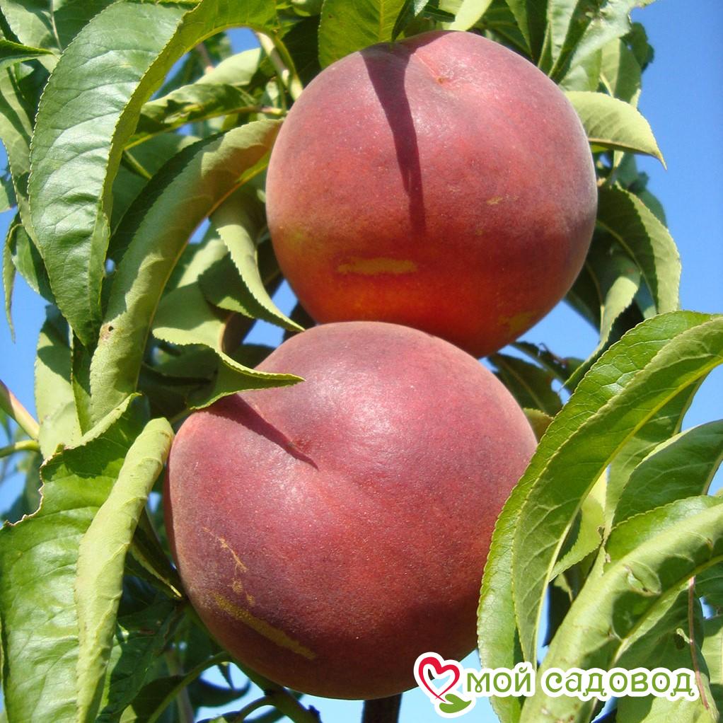 Персик Даймонд Принцесс