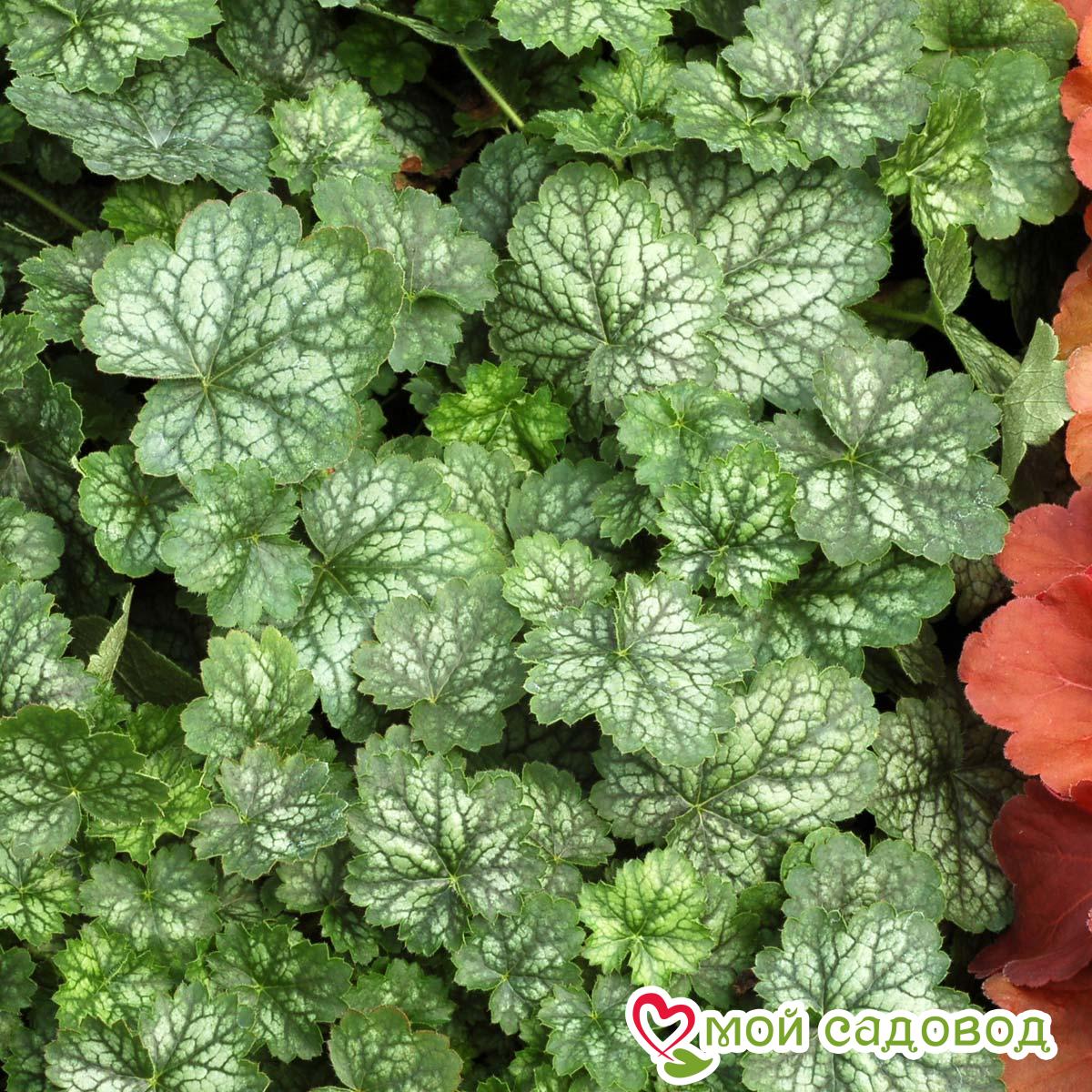 Гейхера Литтл Кьюти Пепперминт