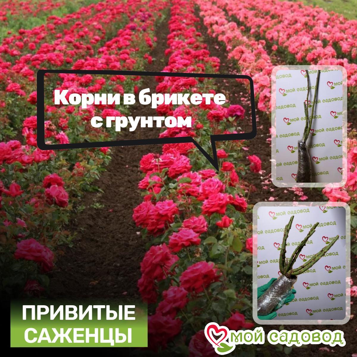 Роза Плетистая Летний Восторг